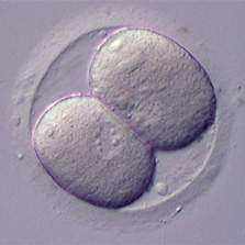 2 cell